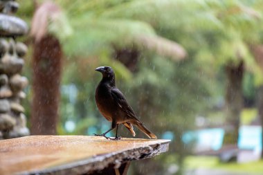 currawong black bird in the bush in tasmania australia  clipart