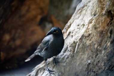 currawong black bird in the bush in tasmania australia  clipart