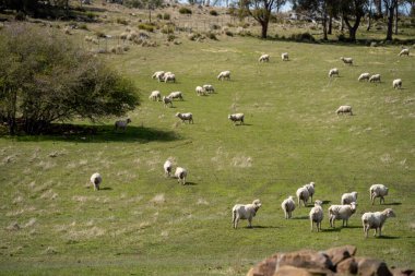 Koyunlar tarlada. Merino koyunu, Yeni Zelanda 'da otlanıyor ve ot yiyor. 