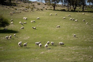 Koyunlar tarlada. Merino koyunu, Yeni Zelanda 'da otlanıyor ve ot yiyor. 