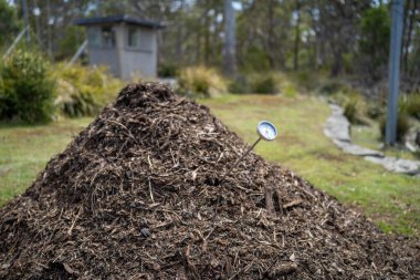 measuring the temperature of a Compost pile, organic thermophilic compost turning in Tasmania Australia on a farm clipart