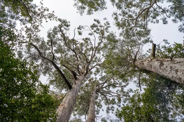Avustralya ormanlarındaki güzel sakız ağaçları ve çalılar. Gumtrees ve yerli bitkiler Avustralya 'da baharda vahşi doğada yetişir.