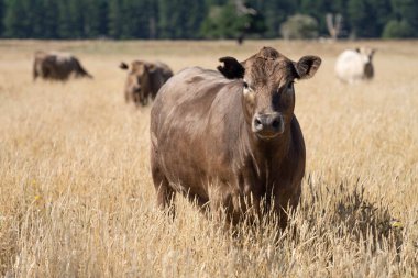 Avustralya 'da sığır çiftliğinde otlayan sığır ve dana eti. Yazın Murray Grey, Angus ve Wagyu cinsleri.