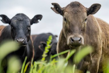 Avustralya 'daki güzel sığırlar ot yer, otlakta otlarlar. Tarımsal bir çiftlikte yetiştirilen sığır sürüsü. Yazın sürdürülebilir tarım