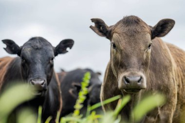Gelecekte tarım sürdürülebilir tarım çiftlik hayvanları ve iklim değişikliği inekleri ile