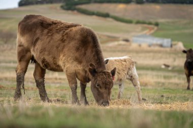 Gerçekten sağlıklı yiyecekler yetiştiriyor. Avustralya 'daki güzel sığırlar ot yer, otlakta otlarlar. Sığır sürüsü tarımsal bir çiftlikte yenilenebilir. Sürdürülebilir tarım 
