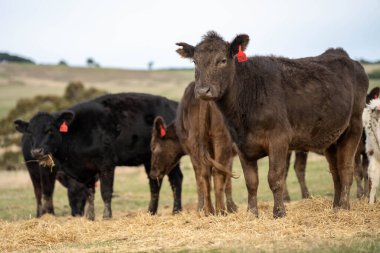 Gerçekten sağlıklı yiyecekler yetiştiriyor. Avustralya 'daki güzel sığırlar ot yer, otlakta otlarlar. Sığır sürüsü tarımsal bir çiftlikte yenilenebilir. Sürdürülebilir tarım 