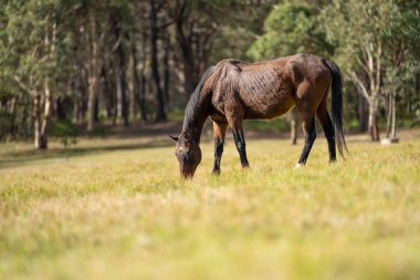 wild horse in a woodland grazing on grass eating pasture. horse farm