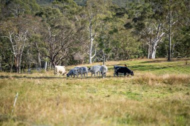 Avustralya 'da tarımsal bir tarlada otlada ot yiyen sığır sürüsü.