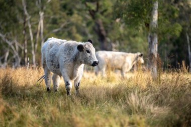 Benekli park inekleri ve boğa çiftlikte ot yiyor ve Yeni Zelanda 'da özgürce yaşıyor.