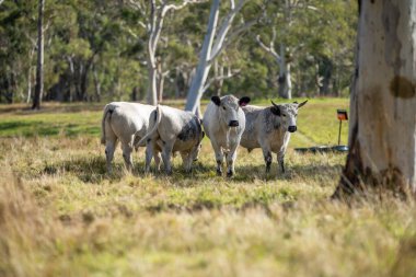 cows in a field eating grass and building soil carbon in spring clipart