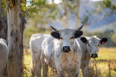 cows in a field eating grass and building soil carbon in spring clipart