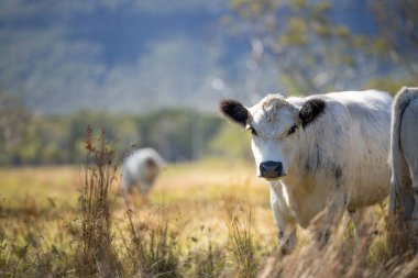Avustralya 'da tarımsal bir tarlada otlada ot yiyen sığır sürüsü.
