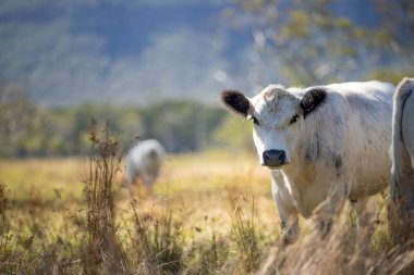 Avustralya 'da tarımsal bir tarlada otlada ot yiyen sığır sürüsü.
