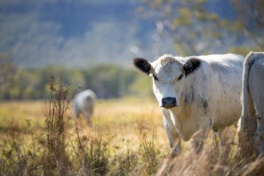 Benekli park inekleri ve boğa çiftlikte ot yiyor ve Yeni Zelanda 'da özgürce yaşıyor.