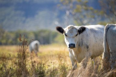 Bir tarlada ot yiyen ve baharda toprak karbon üreten inekler.