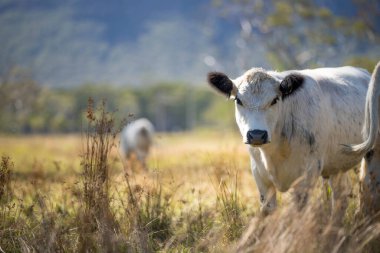 Avustralya 'da tarımsal bir tarlada otlada ot yiyen sığır sürüsü.