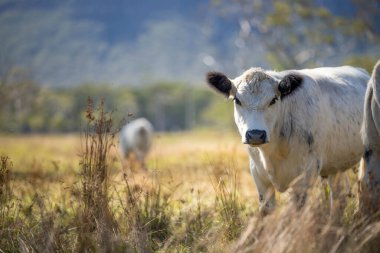 Avustralya 'da tarımsal bir tarlada otlada ot yiyen sığır sürüsü.