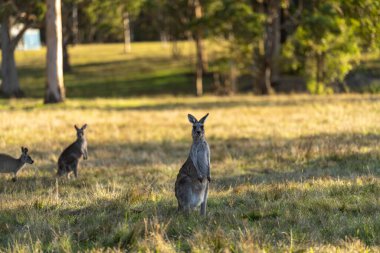 Avustralya 'daki çalılıklarda kanguru, Avustralya' daki kameraya bakıyor, bir grup kanguru.