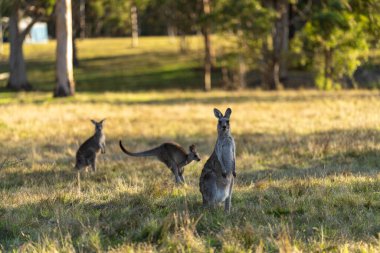 kangaroo in the bush in australia looking at camera in australia, mob of kangaroos clipart