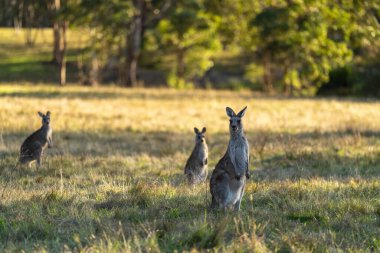 Avustralya 'daki çalılıklarda kanguru, Avustralya' daki kameraya bakıyor, bir grup kanguru.
