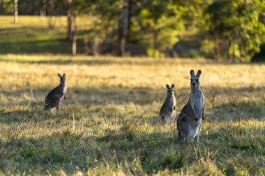 kangaroo in the bush in australia looking at camera in australia, mob of kangaroos clipart