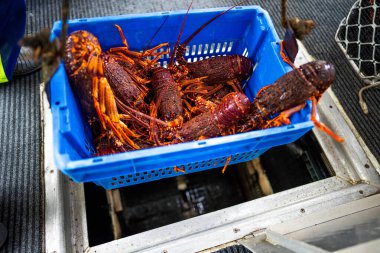 Istakoz balıkçı teknesi, deniz ürünleri endüstrisi ve kerevit yakalamak için tencere ve tuzaklar kuruyor.