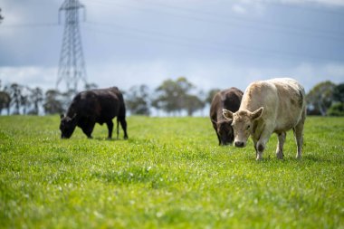 Avustralya 'da sığır çiftliğinde otlayan sığır ve dana eti. Yazın Murray Grey, Angus ve Wagyu cinsleri.