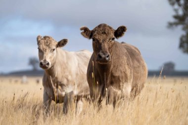 Avustralya 'daki güzel sığırlar ot yer, otlakta otlarlar. Tarımsal bir çiftlikte yetiştirilen sığır sürüsü. Yazın sürdürülebilir tarım