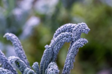 Bir tarım tarlasında sürdürülebilir yenilenebilir gıda çiftliğinde lahana, brokoli ve pırasa yetiştiriyorum. 
