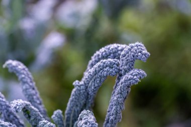 Bir tarım tarlasında sürdürülebilir yenilenebilir gıda çiftliğinde lahana, brokoli ve pırasa yetiştiriyorum. 