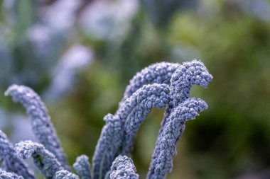 Bir tarım tarlasında sürdürülebilir yenilenebilir gıda çiftliğinde lahana, brokoli ve pırasa yetiştiriyorum. 