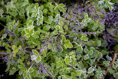 Bir tarım tarlasında sürdürülebilir yenilenebilir gıda çiftliğinde lahana, brokoli ve pırasa yetiştiriyorum. 