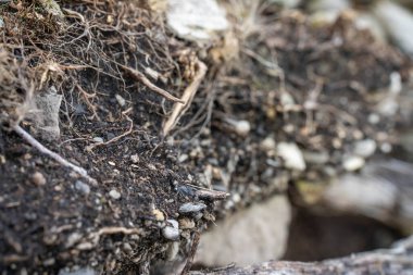 Toprak katmanları, kökleri, organik maddeleri ve ormandaki bitkileri içeren toprak profili.