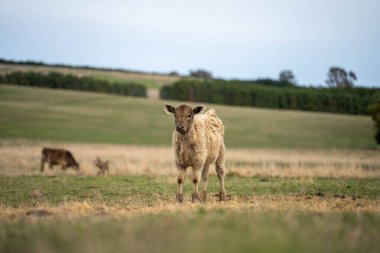 Avustralya 'da yaz aylarında çiftlikte saman yiyen inek ve buzağı.