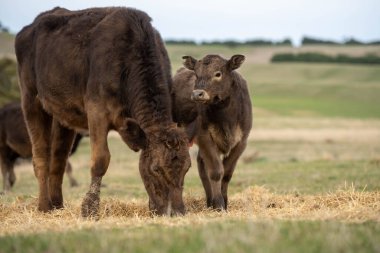 Kuru bir tarlada saman yiyen sığır ve sığır eti.