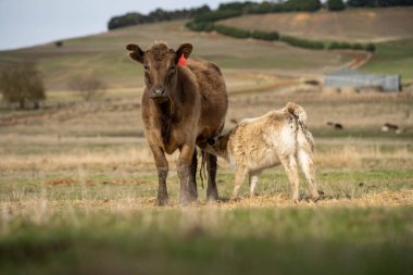 Saman besleyen bir sığır sürüsüyle sürdürülebilir çiftlik hayvanları yetiştiriciliği