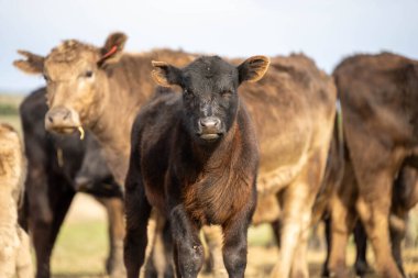 Avustralya 'da yaz aylarında çiftlikte saman yiyen inek ve buzağı.