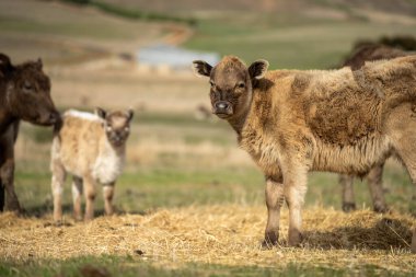 Kuru bir tarlada saman yiyen sığır ve sığır eti.