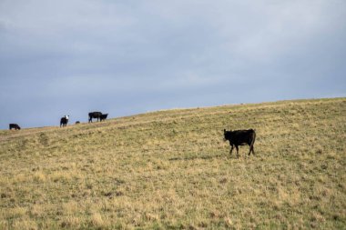Saman besleyen bir sığır sürüsüyle sürdürülebilir çiftlik hayvanları yetiştiriciliği