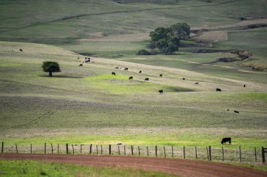 Yazdan sonra çayırlarda otlayan çiftlik inekleri.
