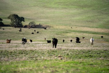 Yazdan sonra çayırlarda otlayan çiftlik inekleri.
