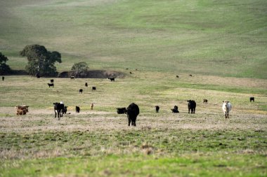 farm cows in a paddock eating grass after summer landscapes clipart