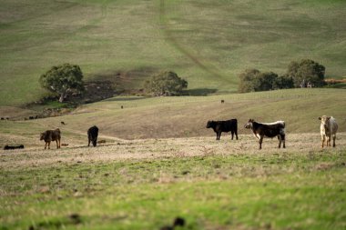 Yeşil bir çiftlikteki bir tepedeki çayırda yaşayan ince bir inek sürüsü.