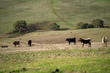 Yeşil bir çiftlikteki bir tepedeki çayırda yaşayan ince bir inek sürüsü.