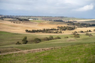 Yazdan sonra çayırlarda otlayan çiftlik inekleri.