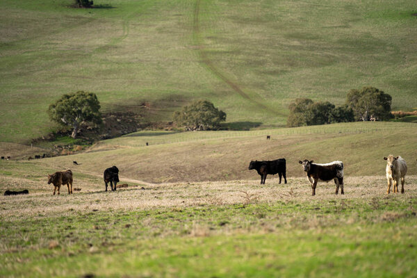 Тонкое стадо коров на лугу на холме на зеленой ферме