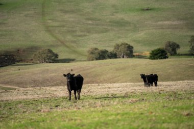 Yeşil bir çiftlikteki bir tepedeki çayırda yaşayan ince bir inek sürüsü.