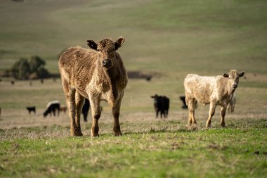 farm cows in a paddock eating grass after summer landscapes clipart