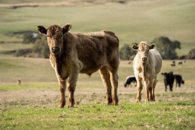 Yazdan sonra çayırlarda otlayan çiftlik inekleri.